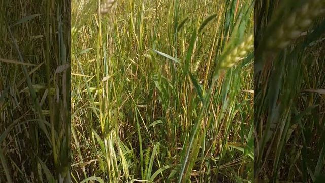 притча о сеятели