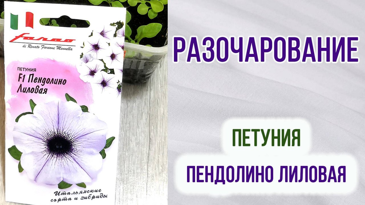 Сплошное разочарование! Петуния F 1 Пендолино Лиловая. Обзор + отзыв.