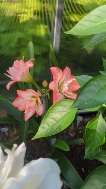 29-07-2025.Гиппеаструмы.