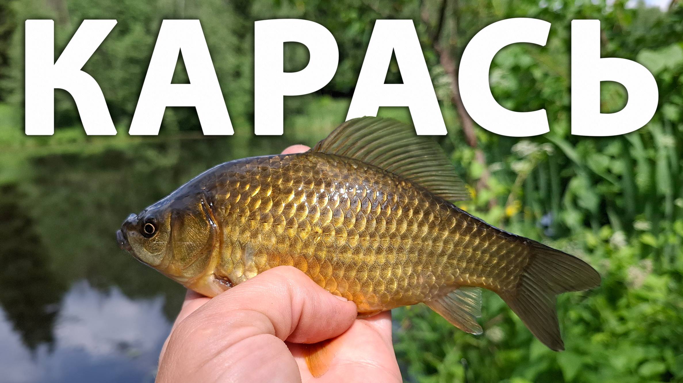 Этому карасю только поплавок подавай! Рыбалка на поплавочную снасть. Ловля карася на хлеб #рыбалка