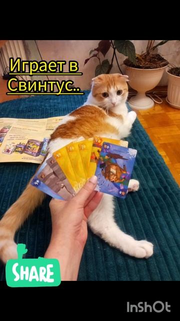 Кексик в декабре2024#youtubeshorts #коткекс #like #cat #котик #funny #woolen #youtube #ytshorts