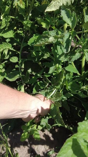 Помидорные монстры.