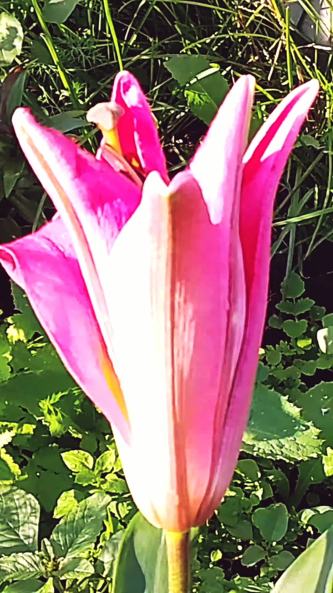 Такие чудесные, эти лилии! Красота!