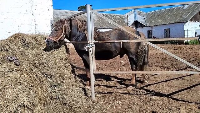 Ипподром в Ижевске
