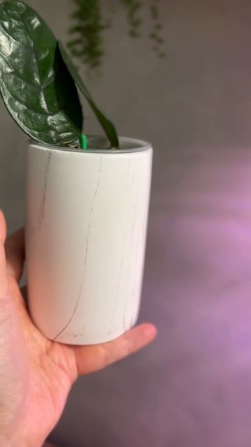 Лаконичные стаканчики из фикс прайса