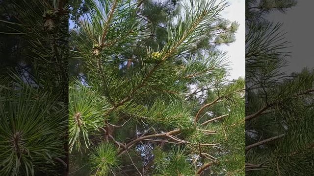 молодые шишечки