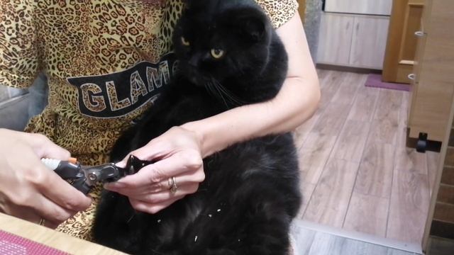 Маникюр для кота! История про кота на подковах!