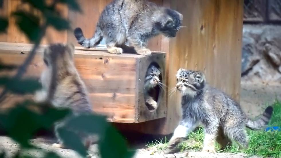 Сальто в воздухе, кувырок через голову и другие приключения котят мамы Снежинки.