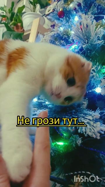Нарядили ель2024 #youtubeshorts #коткекс #cat #woolen #funny #котик #like #елка #youtube #новыйгод
