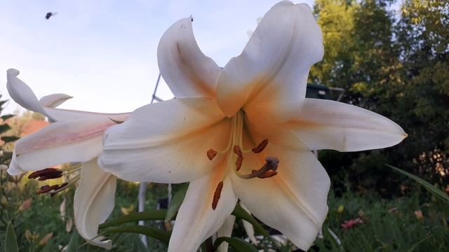 лилия РЕГАЛЕ