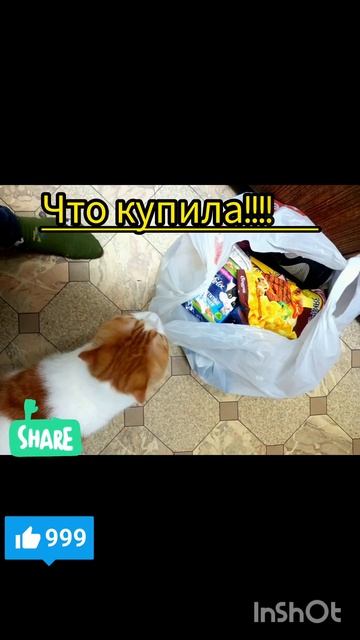 Кексик в октябре 2024 #youtubeshorts #коткекс #cat  #funny #youtube #котокалендарь #like