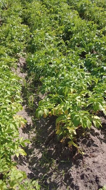 13 июля окучил картофель мотоблоком МТЗ Беларус - 09Н.