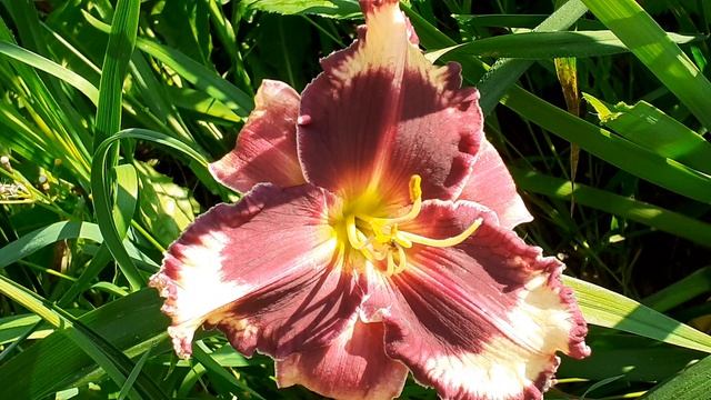 лилейник COIT TOWER