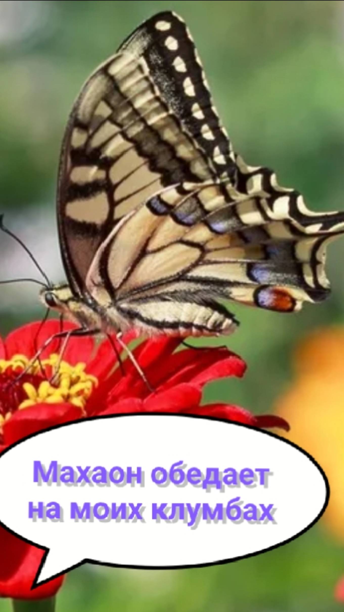 Бабочка махаон крупным планом!