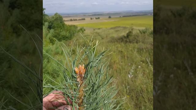 кристаллы смолы