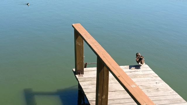 "Утиные истории" 🦆🦆🦆