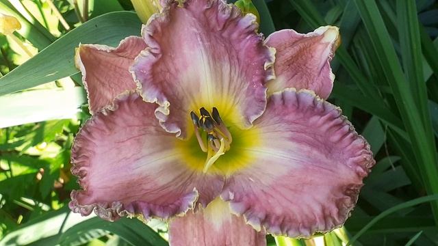 лилейник DANNY STEVE MITCHELL