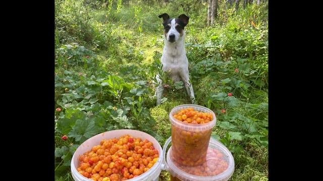 "С ДЖЕКИ ЗА МОРОШКОЙ"... (Фото Валерия ПОНОМАРЁВА (Онега), музыка - Джим ДИДЖЕЙ (Британия))