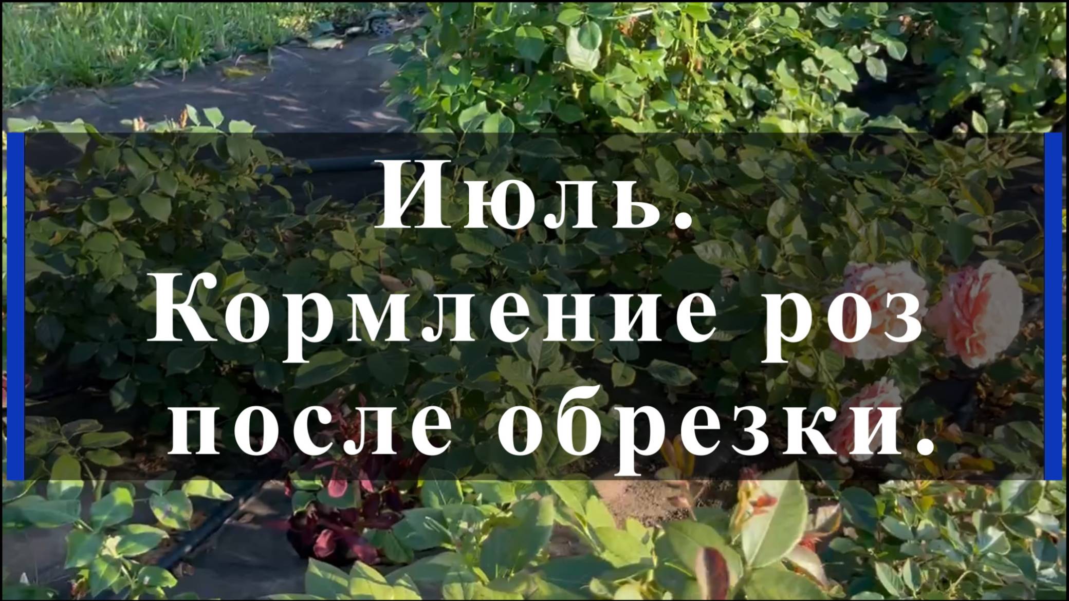 Июль. Кормление роз после обрезки.