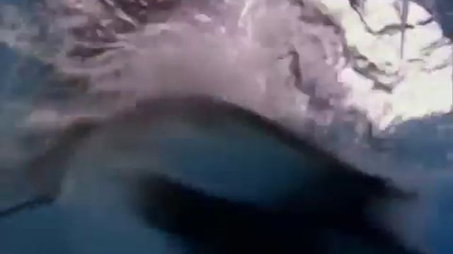 Северо-Западные острова Гавайев, или Гавайские Галапагосы. 1,5 тыс.км атоллов и дикой природы