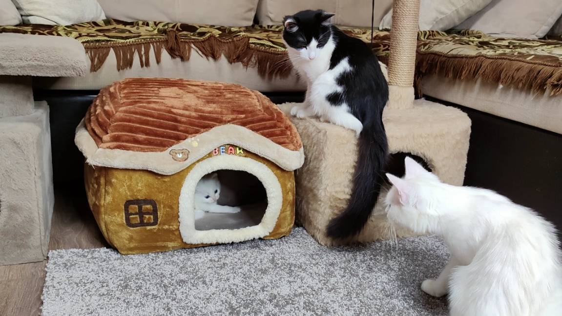 Мама-кошка и её котята. Счастливая кошачья семья. Часть 1