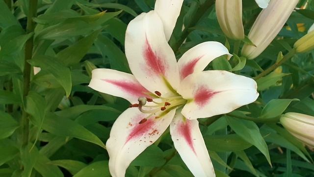 лилия НИМФА от-гибрид