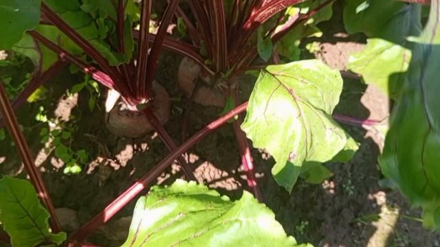 30-07-2025 Совсем закопалась с этими заготовками.