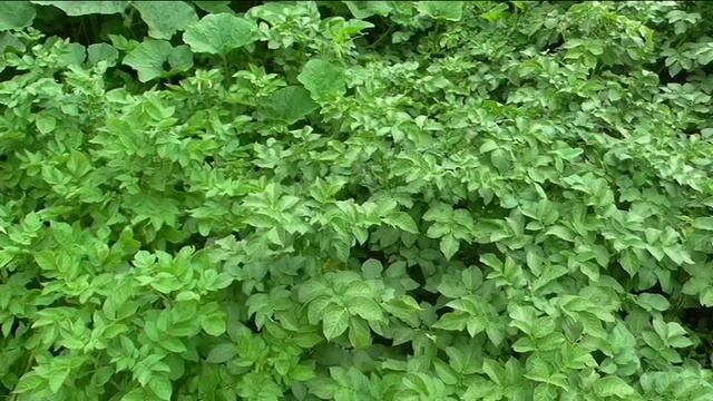 Копаю картофель в конце июля