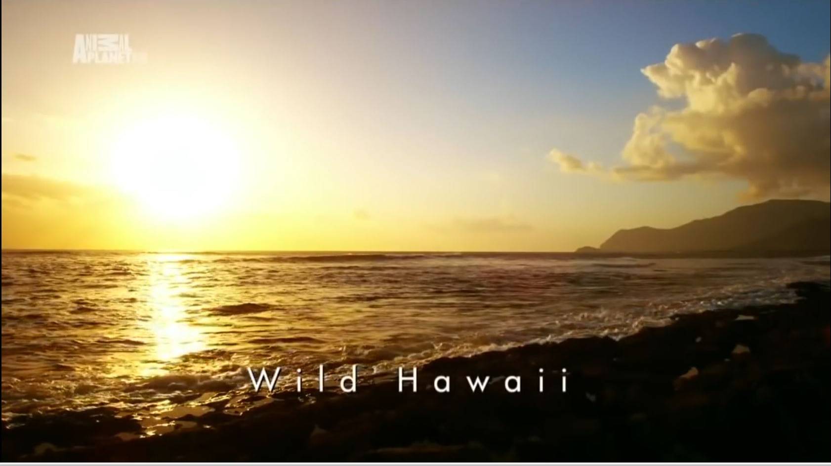 Фильм "Дикая природа Гавайских островов". Тюлени, дельфины, черепахи, альбатросы и даже гусеницы)))