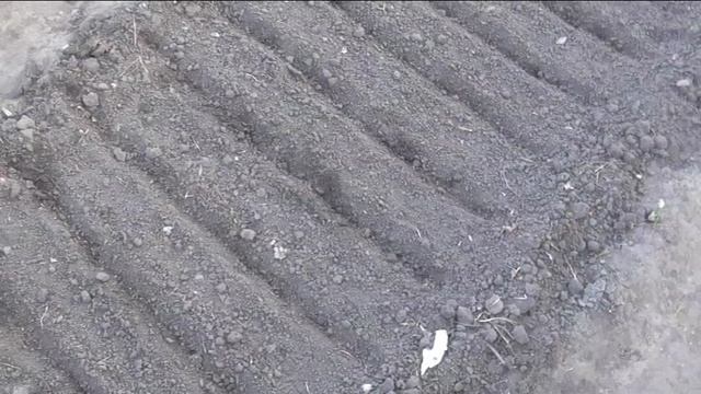 Сею редис и салат на осень