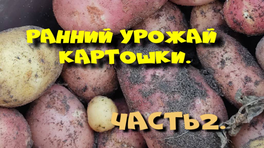 РАННЯЯ КАРТОШКА. Ч.2.  90 дней прошло.