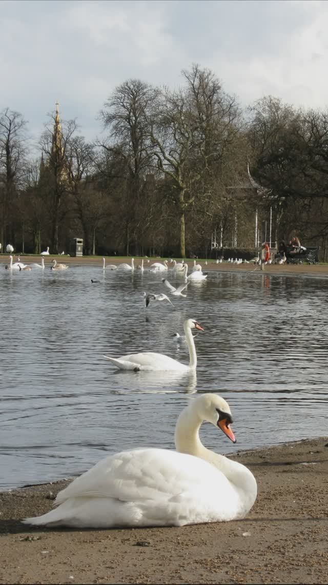 Лондон. Королевский парк