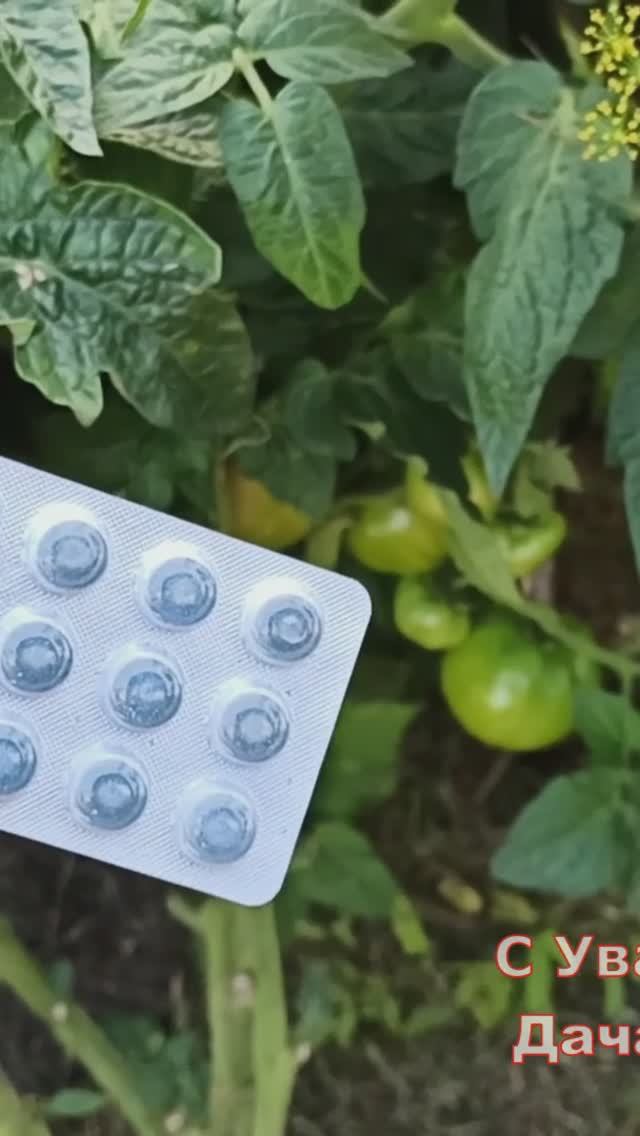 Подкормка томатов органикой из аптеке