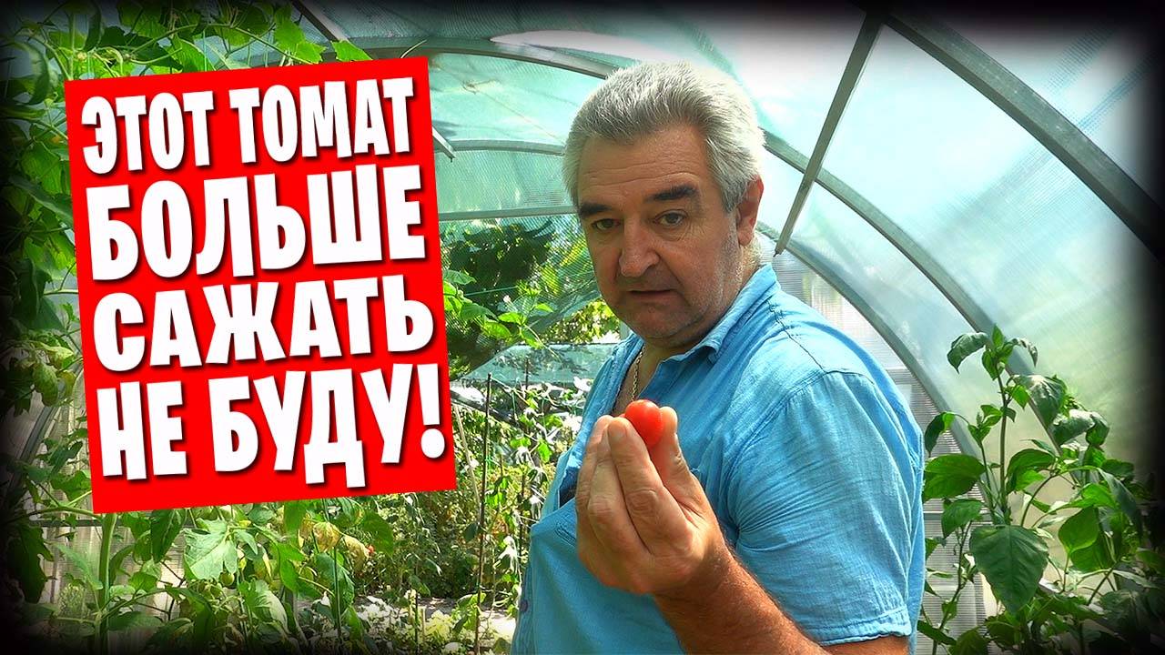 ❗️ Обзор томатов во время сбора урожая / Распаковка полезной посылки 🔥