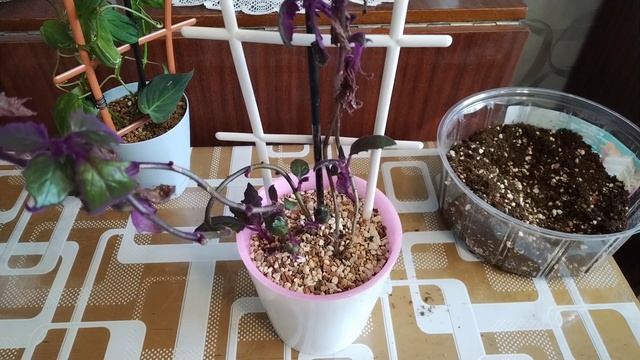 Сканденс и Гинура. Работа над ошибкой. Пересадка 💞