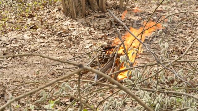 Безопасность в лесу | Безопасное детство