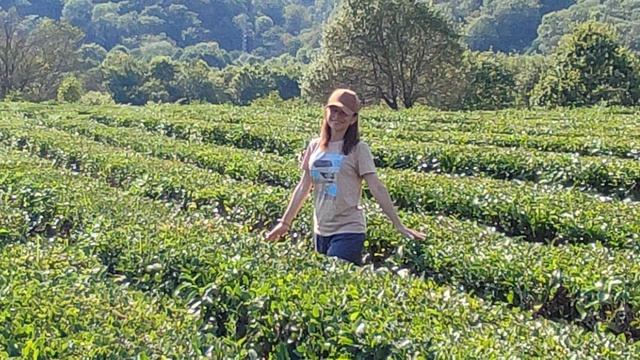 Чайные плантации в Сочи