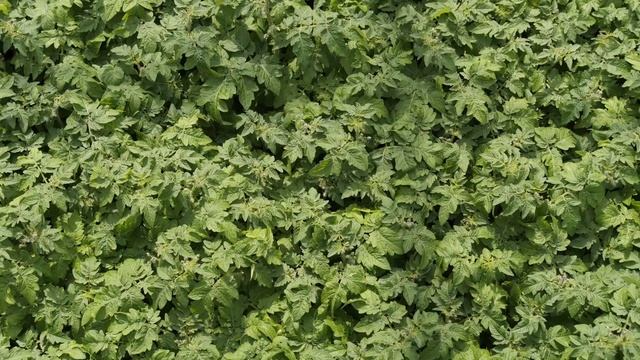 Тепличный бизнес  | Сделано в России