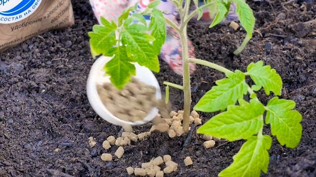 Удобрения для рассады и пересадки | Совет дня