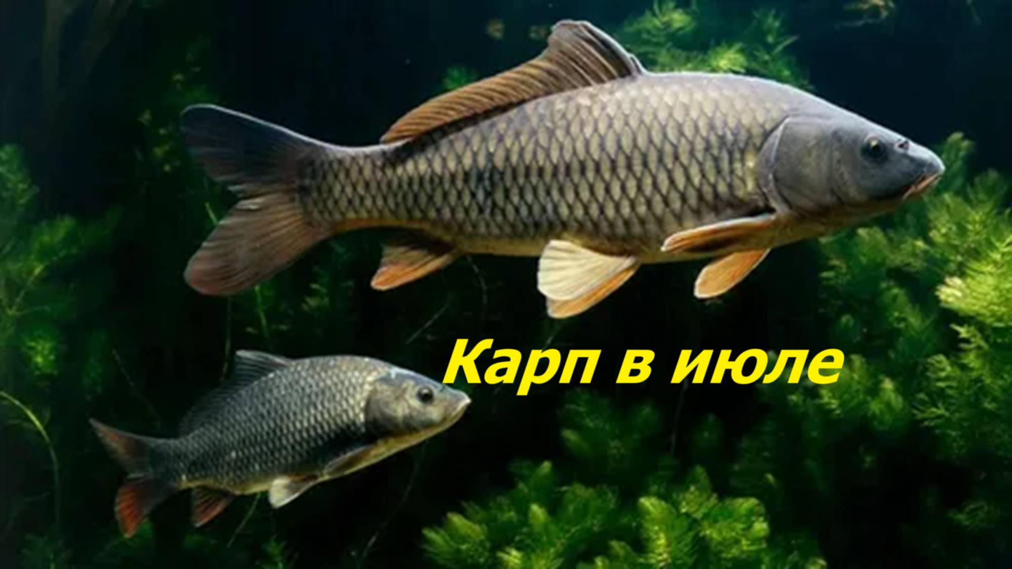 КАК ЛОВИТЬ КАРПА в ИЮЛЕ? НАЖИВКИ и СНАСТИ для ЛОВЛИ КАРПА в ИЮНЕ. МЕСТА и ВРЕМЯ для ЛОВЛИ КАРПА