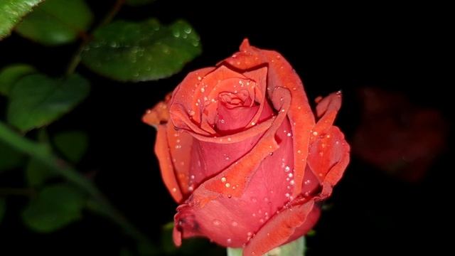 Ах, эти розы...