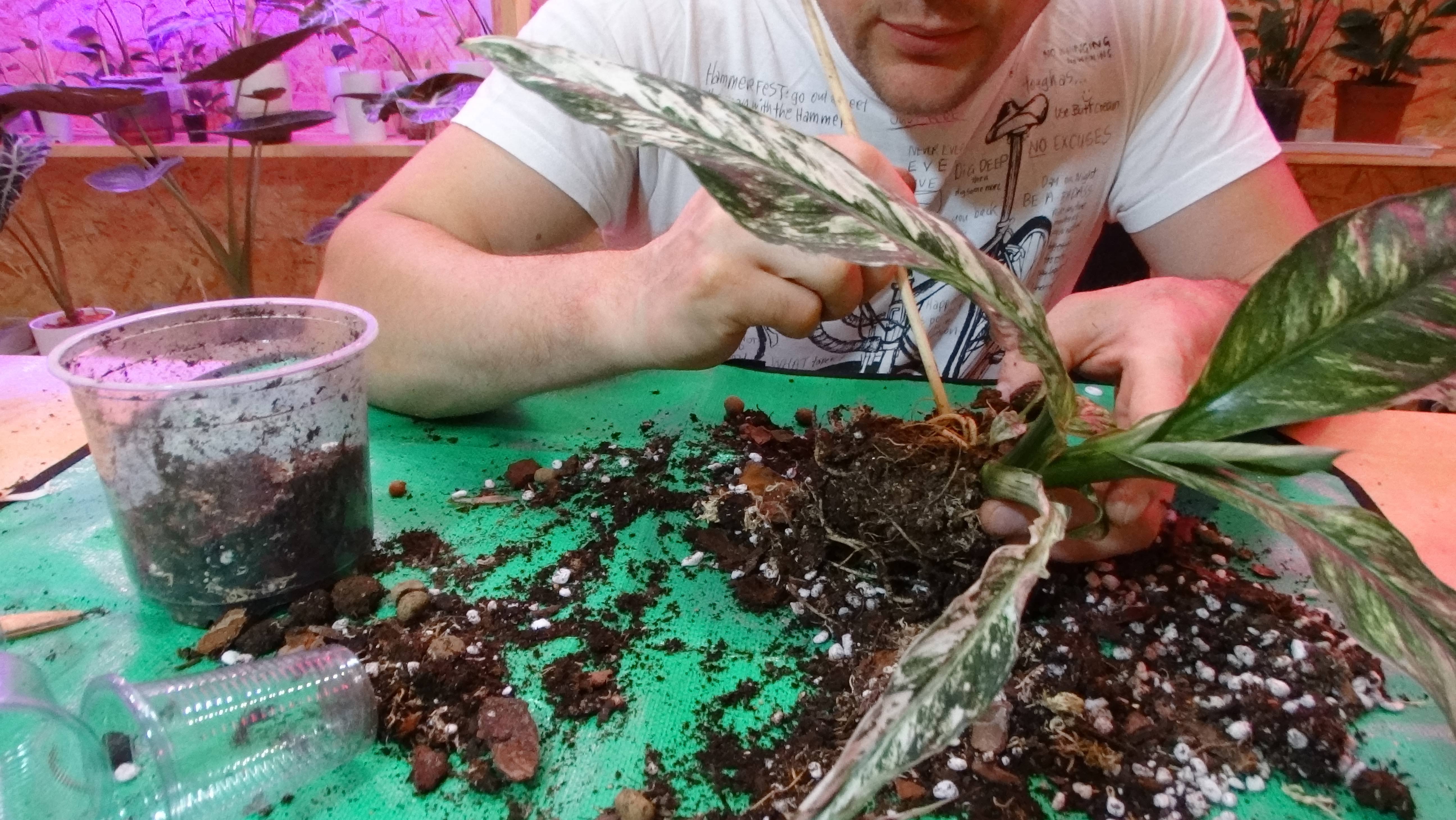 Будни цветовода: отделение деток, пересадки, посадки