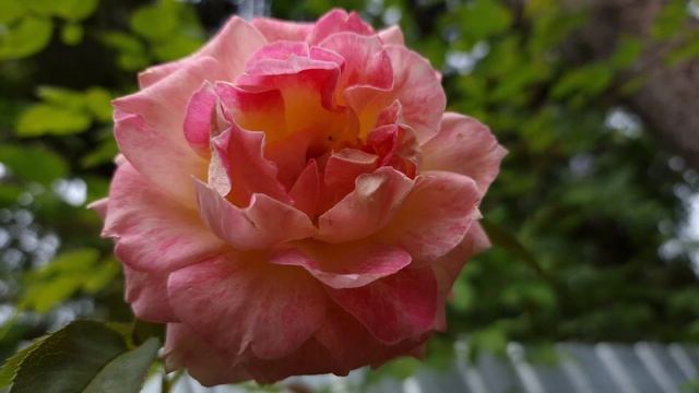 Мои осенние розы))