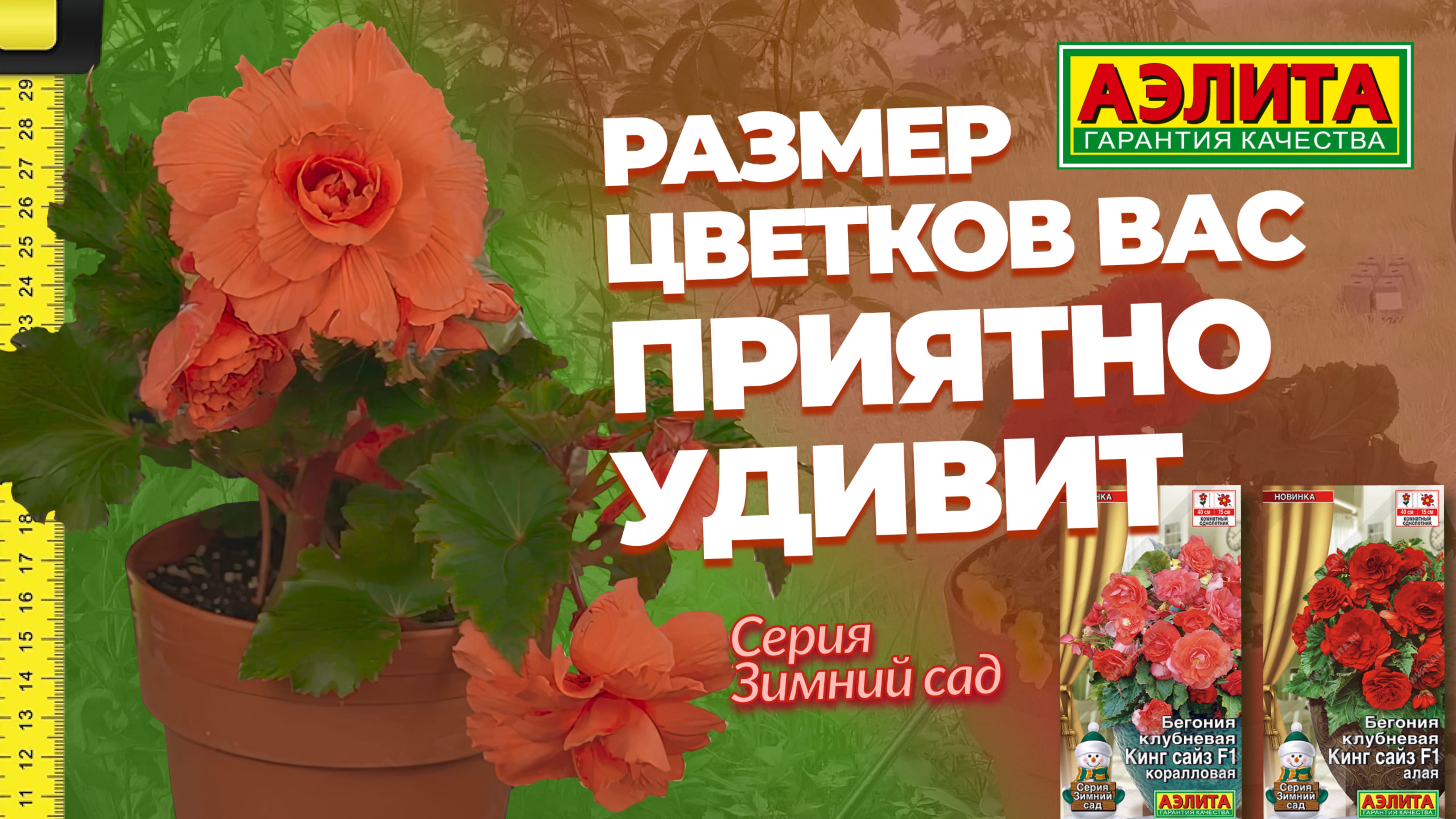 БЕГОНИЯ клубневая КИНГ САЙЗ F1 - размер ее цветка вас приятно удивит!