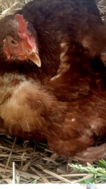 Наседка охраняет своих цыплят