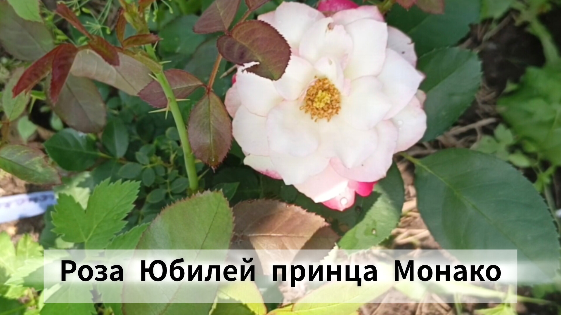 Роза Юбилей принца Монако