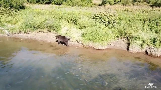 Камчатка, река Большая. Медведь на рыбалке)