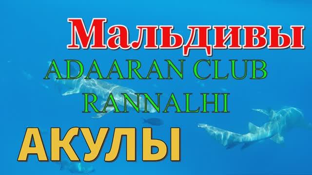 Мальдивы. Акулы. Maldives. Sharks. ADAARAN CLUB RANNALHI.