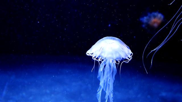 Прекрасная белая медуза, плывущая по темным водам океана.