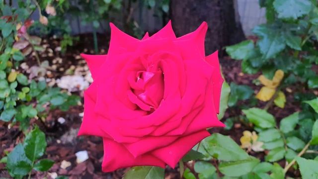 Мои розы 2021.